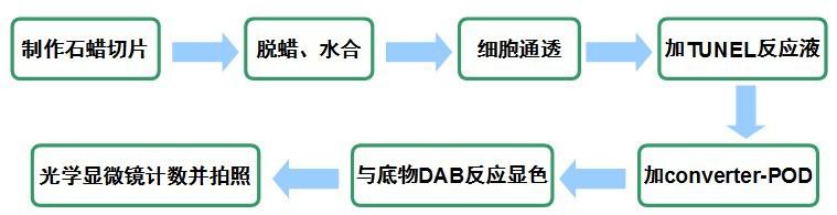 你要的细胞凋亡检测方法都在这了